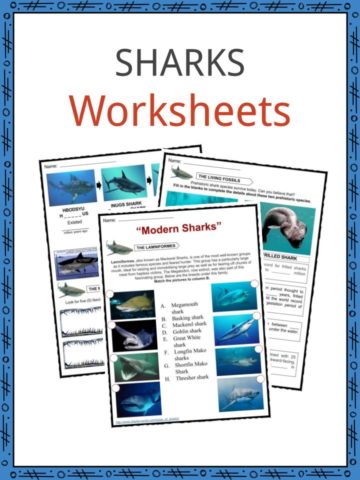 SHARKS Worksheet
