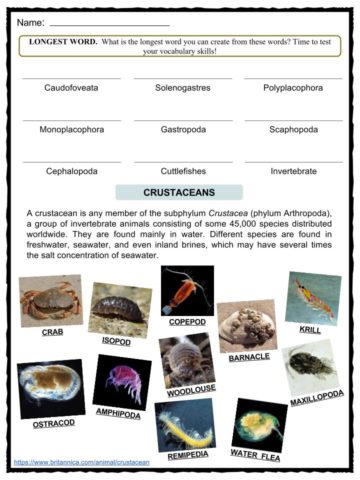 Work Sheet On Introduction To Inverta Brate / English worksheet: Invertebrates | Ciencia, Examen ...