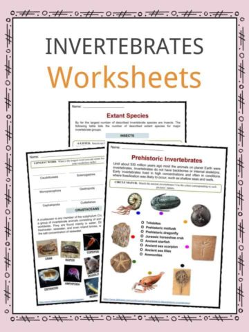 Invertebrates Worksheets