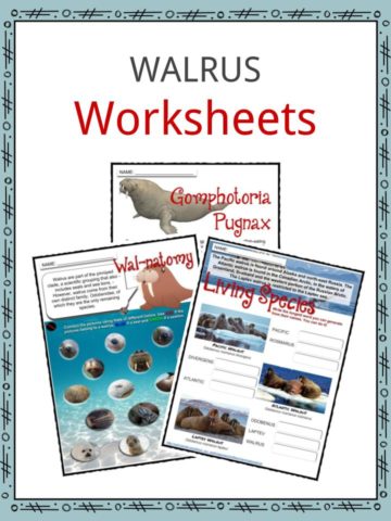 WALRUS Worksheets