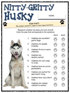 all about huskies facts