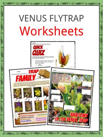 VENUS FLYTRAP Worksheets