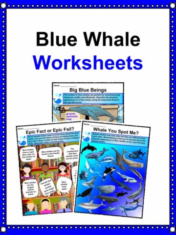 Blue Whale Worksheets