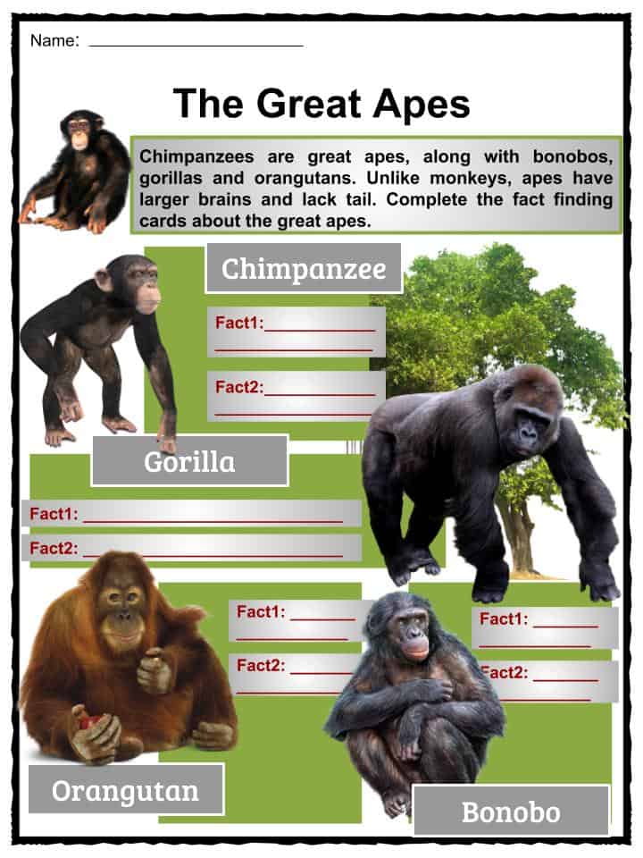 chimpanzee facts kids