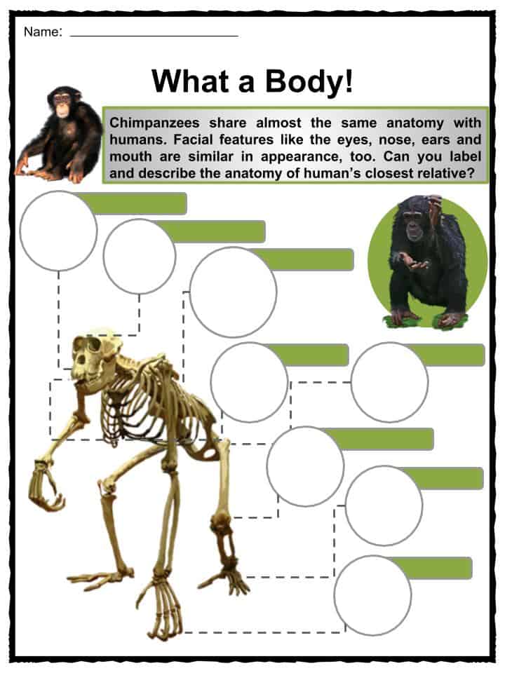 chimpanzee facts kids