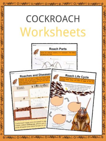 Cockroach Worksheets