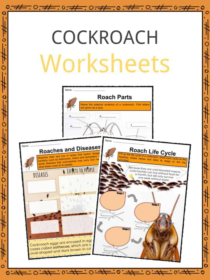 Cockroach Facts, Worksheets, Species, Habitat & Diet For Kids