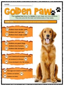 Golden Retriever dog, Description & Facts