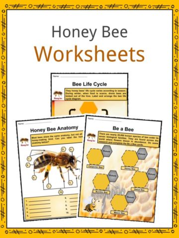 Honey Bee Worksheets