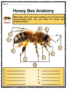 Honey Bee Facts, Worksheets, Anatomy, Lifespan & Diet For Kids