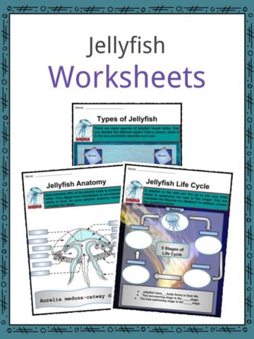 Jellyfish Worksheets