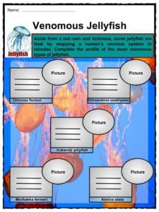 Jellyfish Facts, Worksheets, Habitat, Types & Body Parts ...