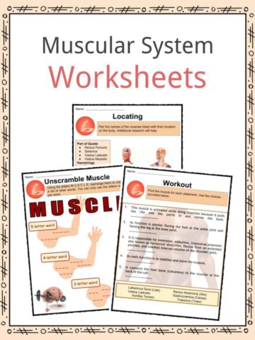 Muscular System Worksheets
