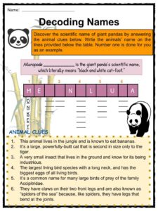 panda worksheets facts kids pandas