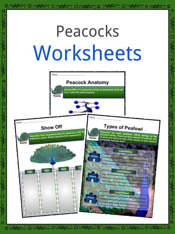 Peacock Facts, Worksheets, Species, Habitat & Diet For Kids
