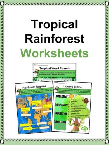 Tropical Rainforest Worksheet