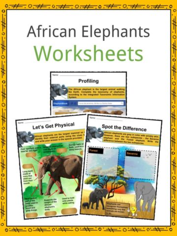African Elephants Worksheets