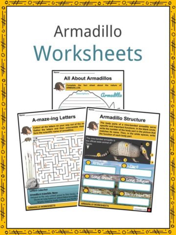 Armadillo Worksheet