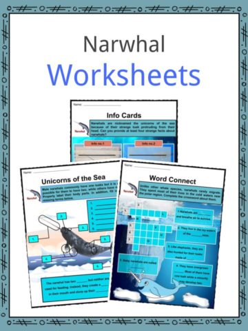 Narwhal Worksheets