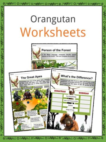 Orangutan Worksheets