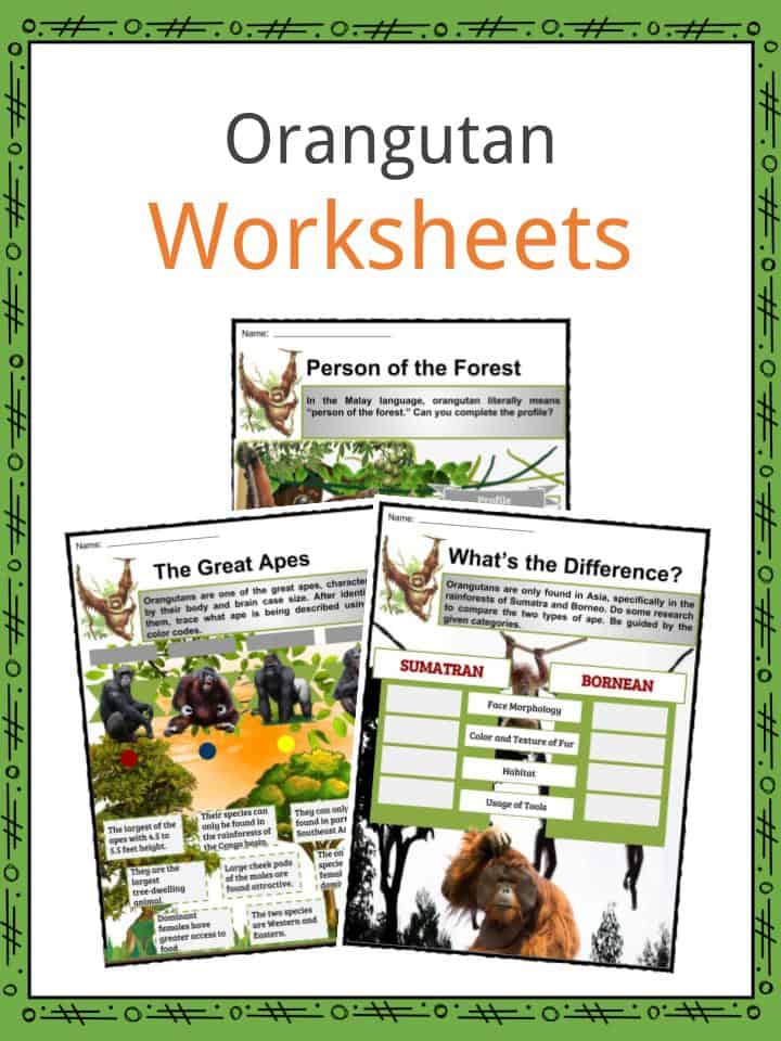 Orangutan Facts, Worksheets, Habitat, Anatomy and Life Span For Kids