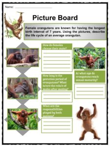  Orangutan  Facts Worksheets Habitat Anatomy and Life  
