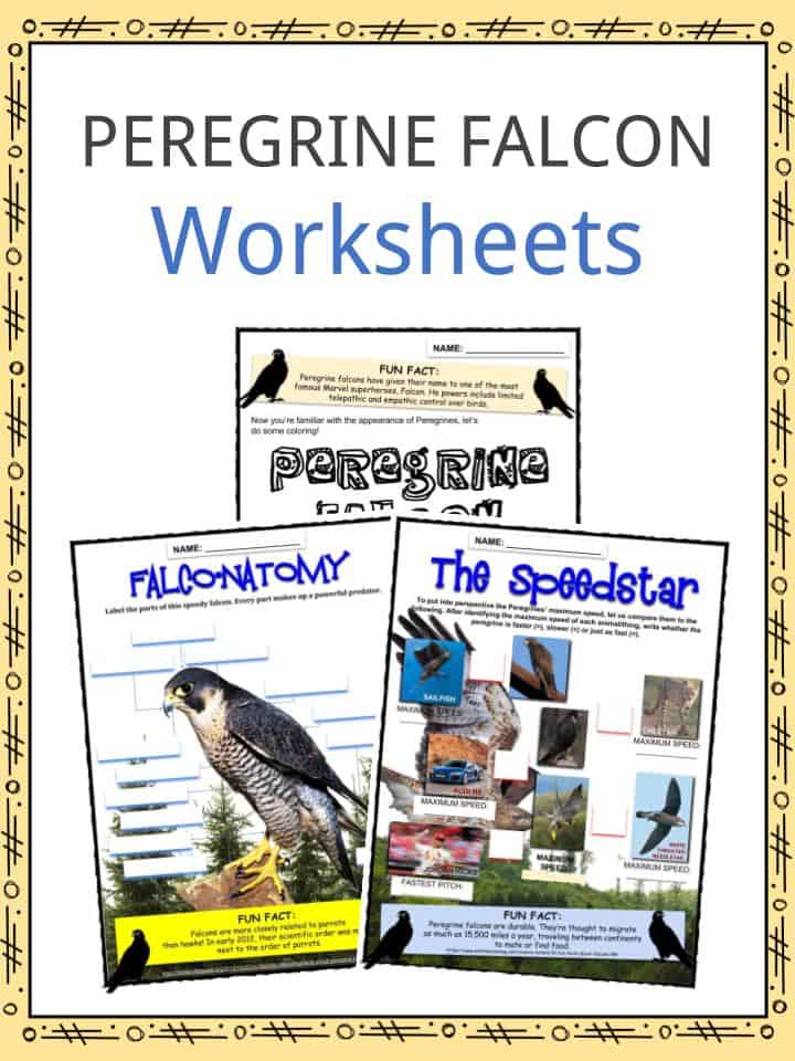 PEREGRINE FALCON Worksheets