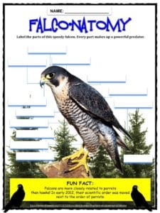 Peregrine Falcon Facts Worksheets Lifespan Size Habitat