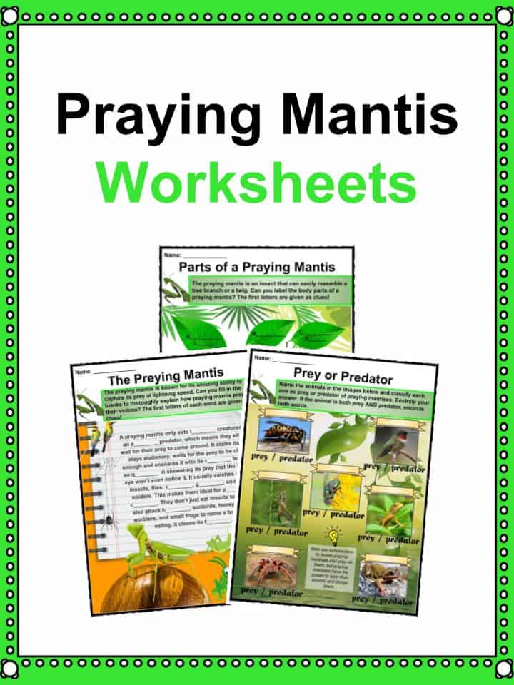 Praying Mantis Facts, Worksheets, Habitat & Diet For Kids
