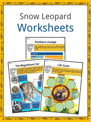 Snow Leopard Worksheets