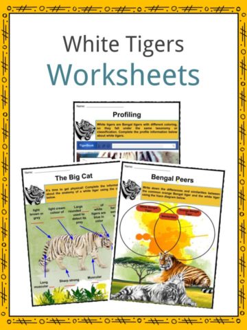 White Tigers Worksheets