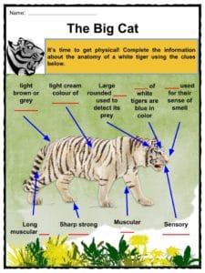 Tiger Classification Chart