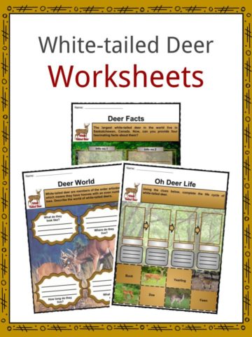 White-tailed Deer Worksheets