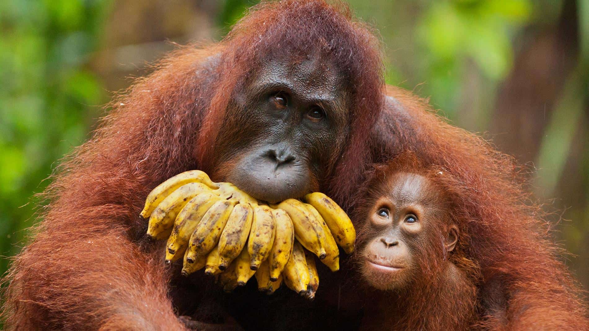  Orangutan  Facts Worksheets Habitat Anatomy and Life 