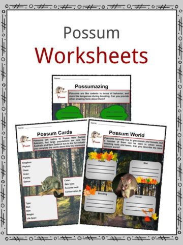 Possum Worksheets
