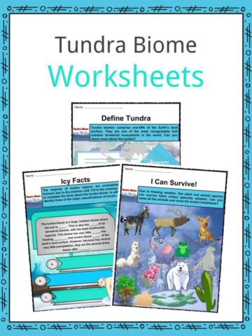 Tundra Biome Worksheets