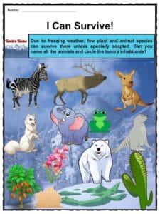 Tundra Biome Worksheets & Facts for Kids | Description & Ecology