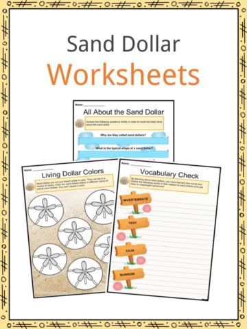 Sand Dollars Worksheets