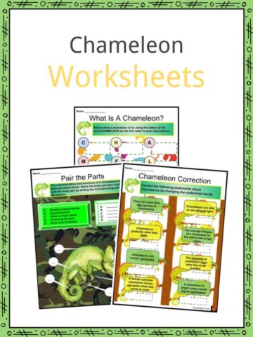 Chameleon Worksheets