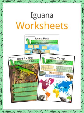 Iguana Worksheets