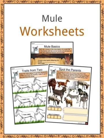 Mule Worksheets
