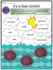 Sea Urchin Facts, Diet, Habitat & Uses For Kids | KidsKonnect