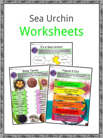 Sea Urchin Worksheets
