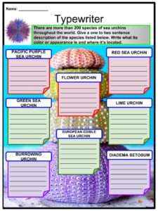 Sea Urchin Facts, Worksheets, Diet, Habitat & Captivity For Kids