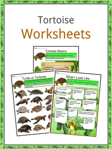 Tortoise Worksheets