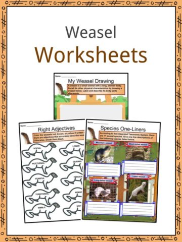 Weasel Worksheets
