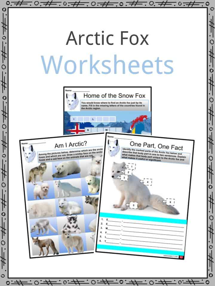 Arctic Fox Animal Facts  Vulpes lagopus - A-Z Animals