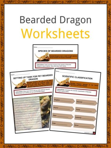 Bearded Dragon Worksheets