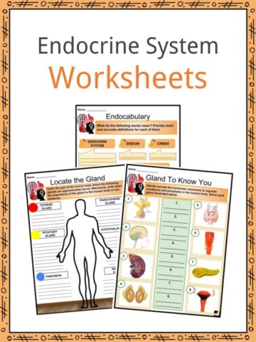 Endocrine System Worksheets