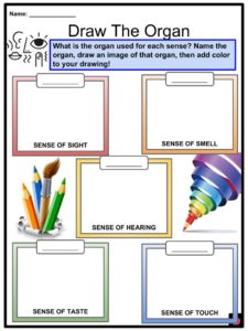 Sense Organs Chart For Kindergarten